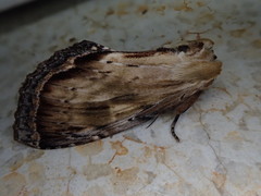 Hupodonta corticalis