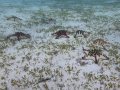 Halophila