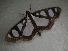 Glyphodes quadrimaculalis