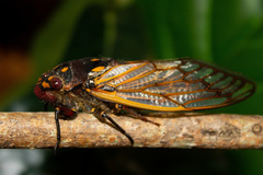 Macrotristria angularis