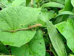 Takydromus sexlineatus