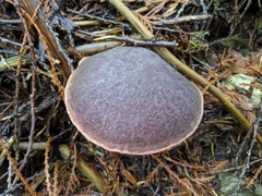 Xerocomellus atropurpureus