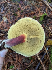 Xerocomellus atropurpureus