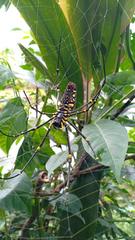 Nephila pilipes
