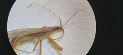 Nabis capsiformis