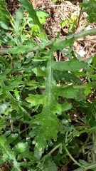 Senecio glomeratus glomeratus
