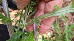 Senecio glomeratus glomeratus