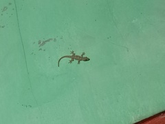 Hemidactylus platyurus