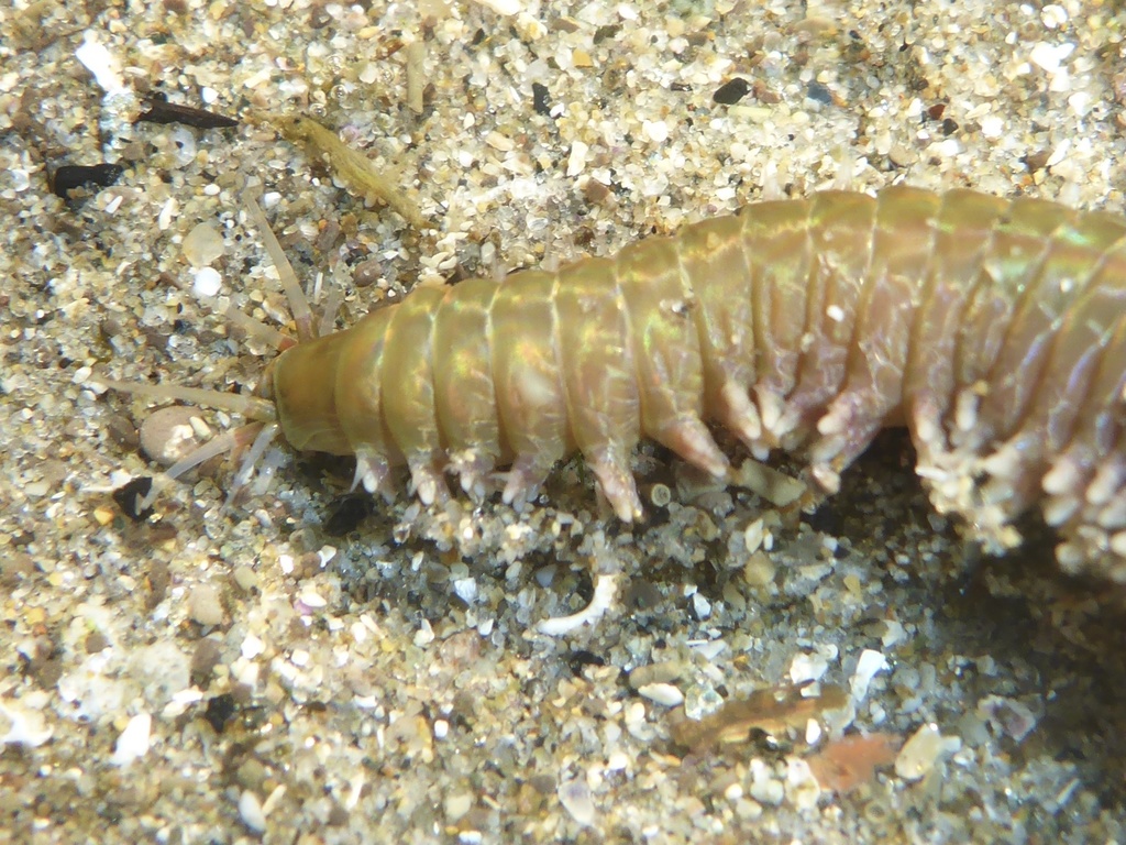Mussel worm