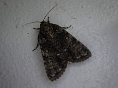 Acronicta rumicis