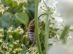 Dolichovespula albida