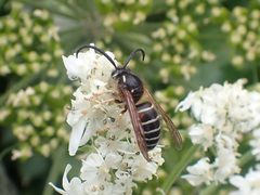 Dolichovespula albida