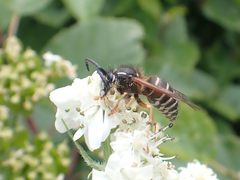 Dolichovespula albida