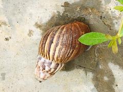 Lissachatina fulica
