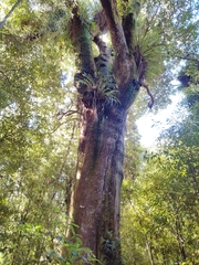 Dacrydium cupressinum