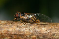 Popplepsalta notialis