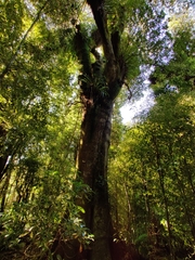 Dacrydium cupressinum