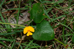 Platylobium infecundum