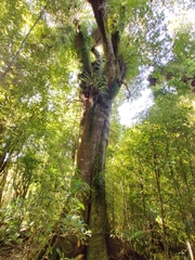 Dacrydium cupressinum