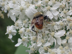 Sericomyia flagrans