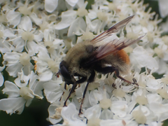 Sericomyia flagrans