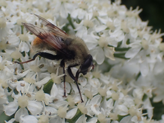Sericomyia flagrans