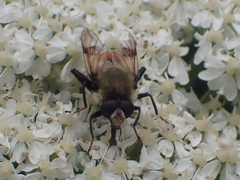 Sericomyia flagrans