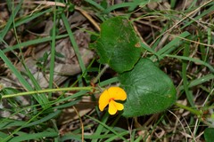 Platylobium infecundum