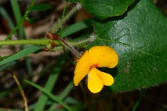 Platylobium infecundum