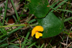 Platylobium infecundum