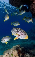 Plectorhinchus lineatus