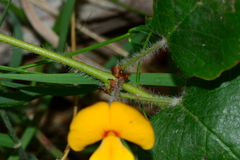 Platylobium infecundum