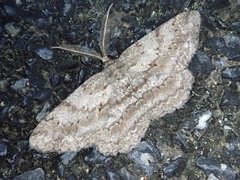 Hypomecis crassestrigata