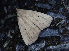 Stenhypena nigripuncta