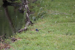 Malurus cyaneus