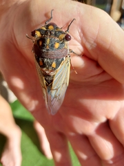 Macrotristria angularis