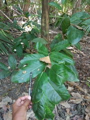 Diospyros maritima