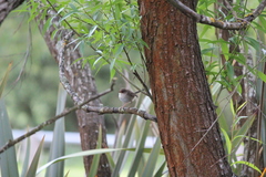 Malurus cyaneus