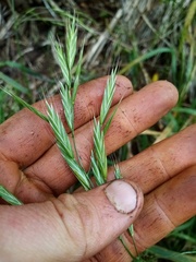 Bromus sitchensis