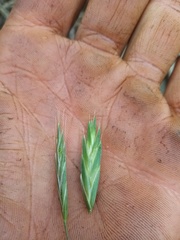 Bromus sitchensis
