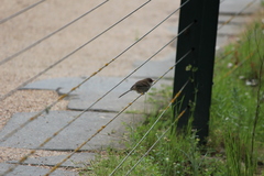 Malurus cyaneus