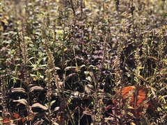 Veronica linariifolia