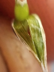 Bromus sitchensis