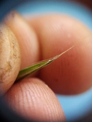 Bromus sitchensis