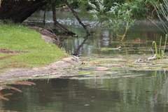 Grallina cyanoleuca