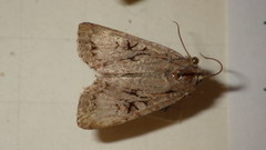 Apterogenum ypsillon