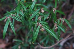 Lasiopetalum ferrugineum