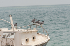 Ichthyaetus leucophthalmus