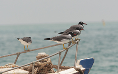 Ichthyaetus leucophthalmus