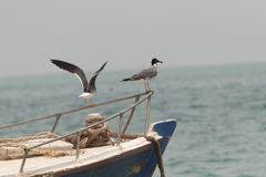 Ichthyaetus leucophthalmus